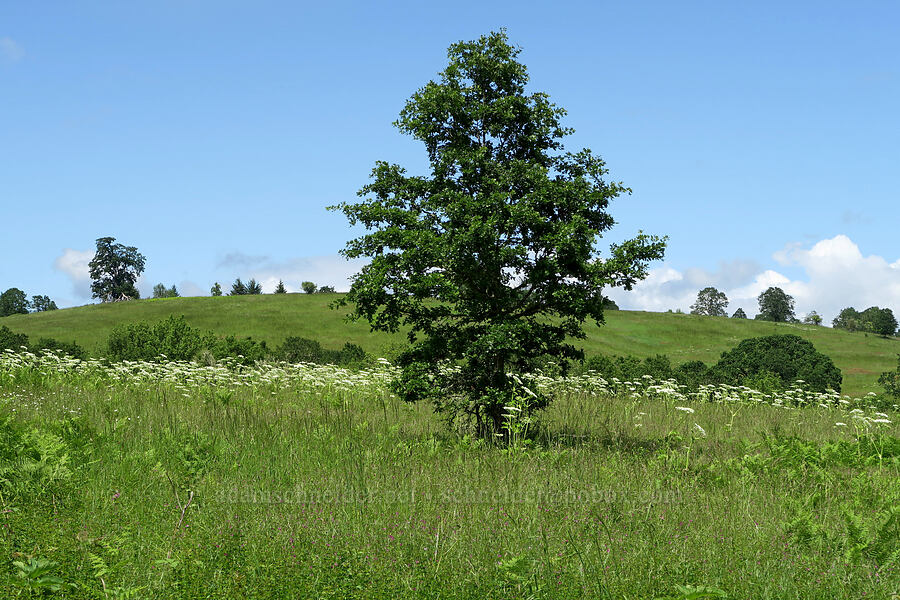 oak tree & cow parsnip (Quercus garryana, Heracleum maximum) [Finley National Wildlife Refuge, Benton County, Oregon]