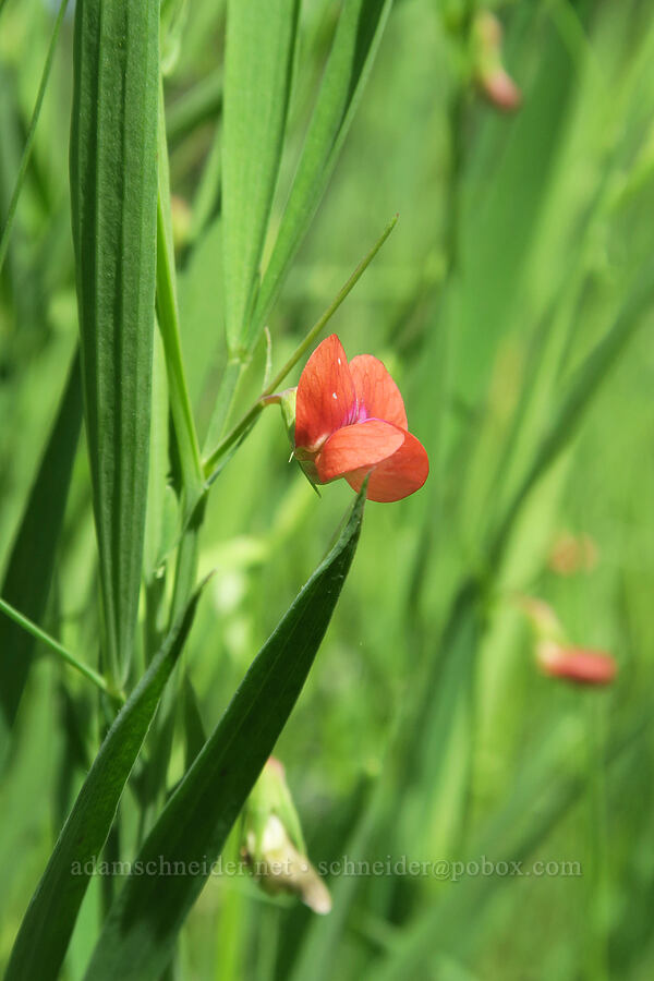 grass pea (Lathyrus sphaericus) [Finley National Wildlife Refuge, Benton County, Oregon]