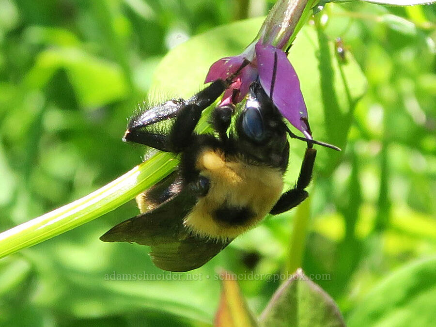 Nevada bumblebee (Bombus nevadensis) [Finley National Wildlife Refuge, Benton County, Oregon]