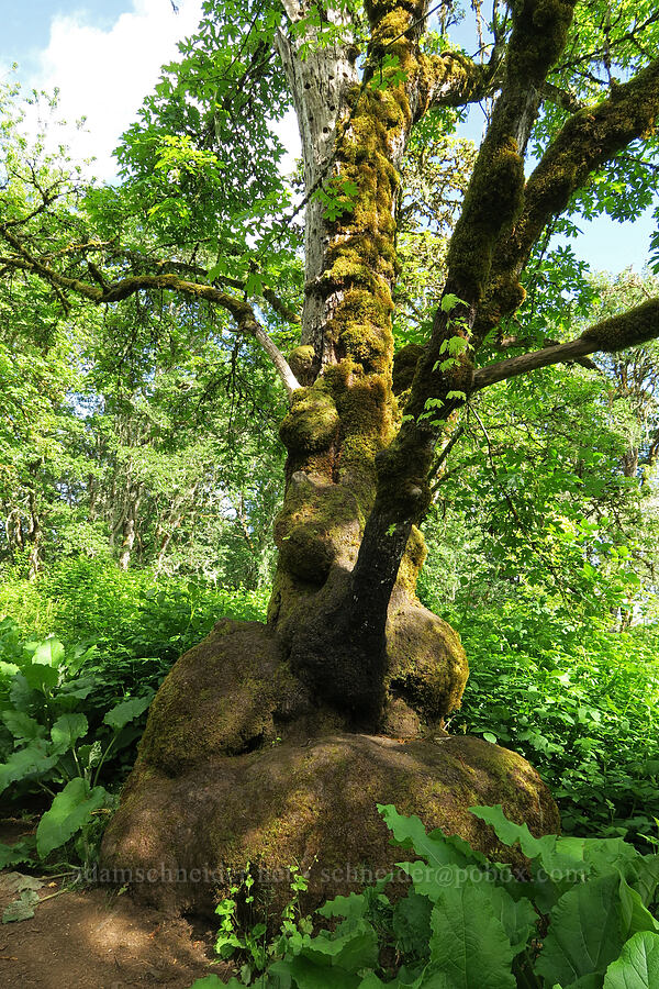 weird maple tree (Acer macrophyllum) [Finley National Wildlife Refuge, Benton County, Oregon]