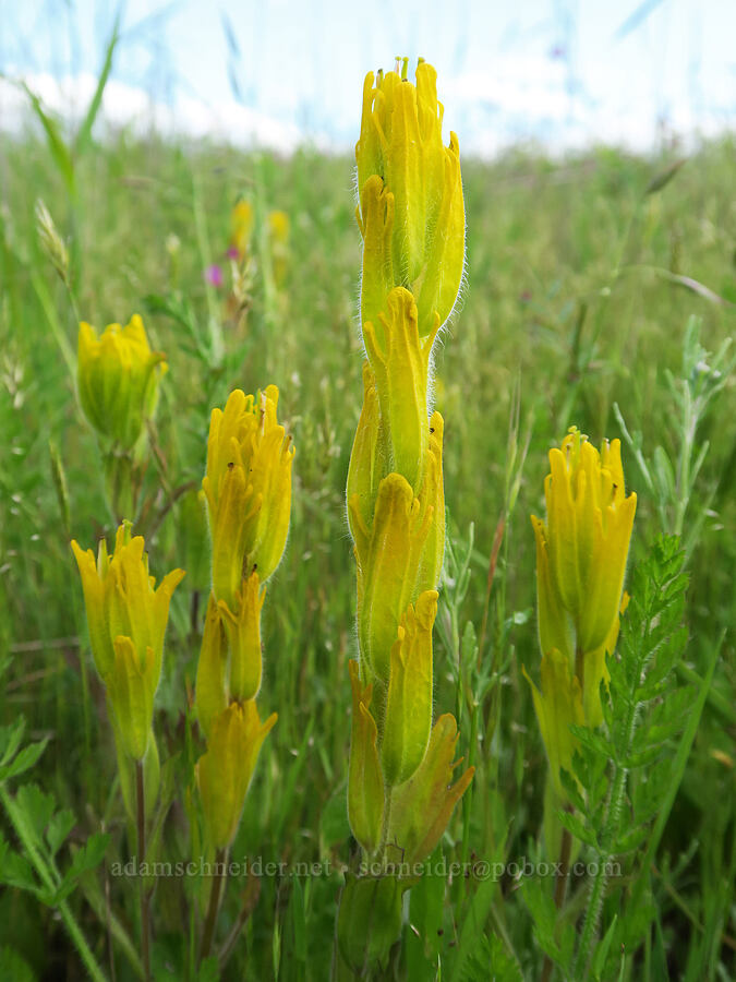 golden paintbrush (Castilleja levisecta) [Finley National Wildlife Refuge, Benton County, Oregon]