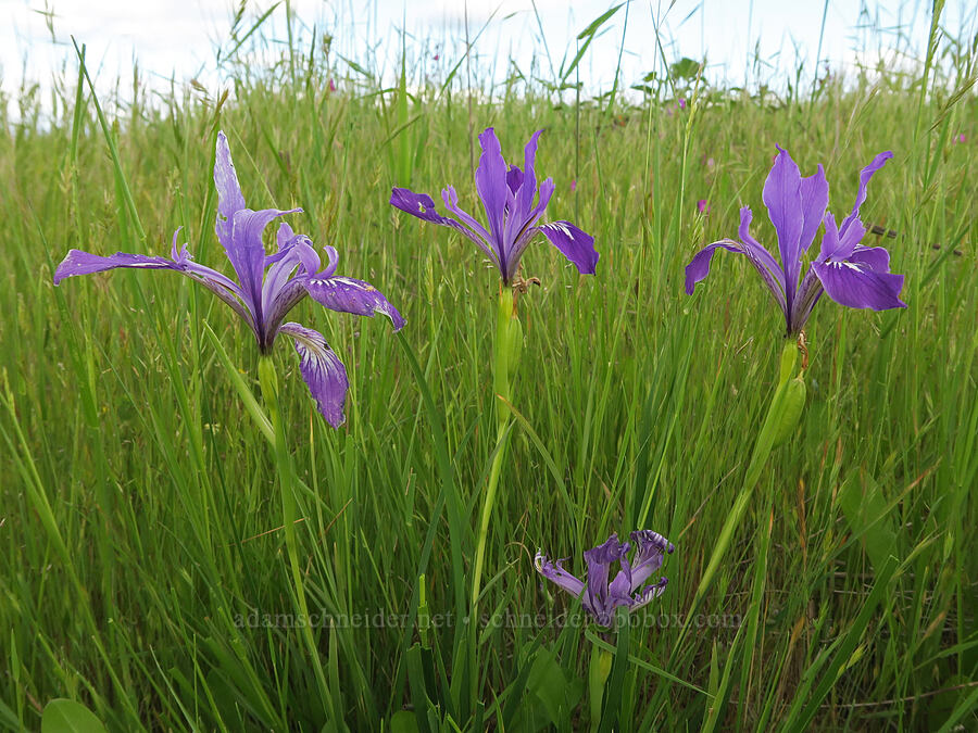Oregon iris (Iris tenax) [Finley National Wildlife Refuge, Benton County, Oregon]