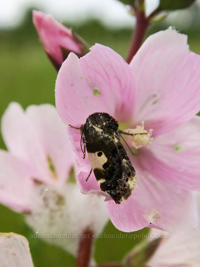 bird-dropping moth on checker-mallow (Tarache sp. (Acontia sp.), Sidalcea virgata (Sidalcea malviflora ssp. virgata)) [Finley National Wildlife Refuge, Benton County, Oregon]