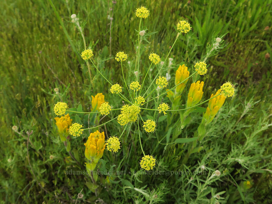 bare-stem desert parsley & golden paintbrush (Lomatium nudicaule, Castilleja levisecta) [Finley National Wildlife Refuge, Benton County, Oregon]