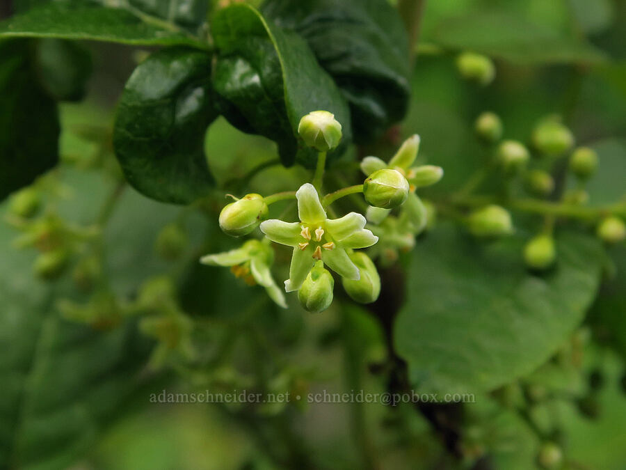 poison-oak flowers (Toxicodendron diversilobum (Rhus diversiloba)) [Finley National Wildlife Refuge, Benton County, Oregon]