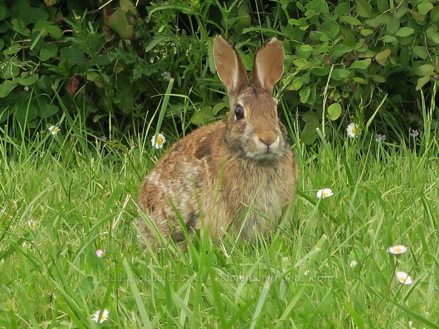 cottontail rabbit (Sylvilagus sp.) [Finley National Wildlife Refuge, Benton County, Oregon]
