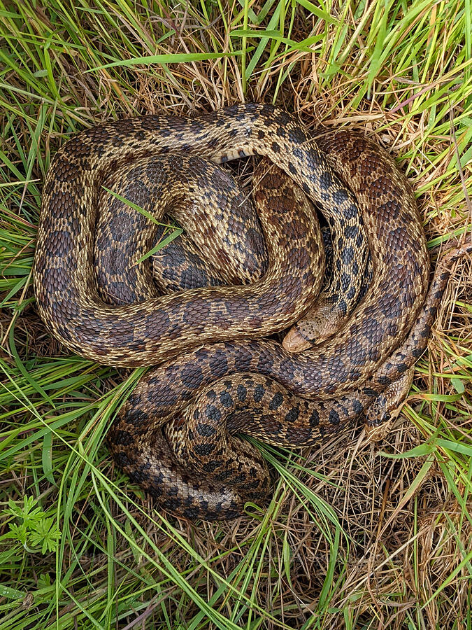 two gopher snakes (Pituophis catenifer catenifer) [Finley National Wildlife Refuge, Benton County, Oregon]