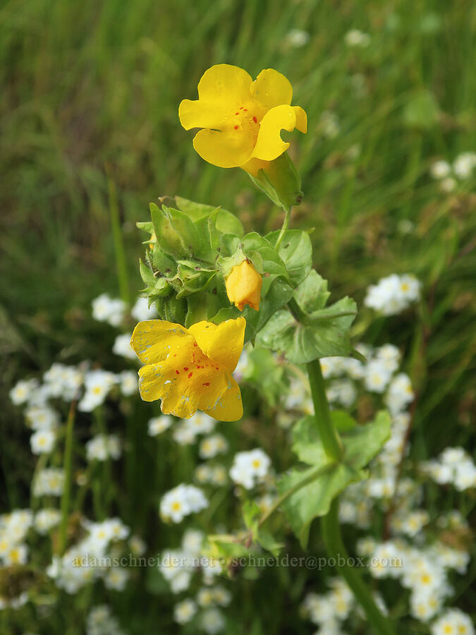 monkeyflower & fragrant popcorn-flower (Erythranthe guttata (Mimulus guttatus), Plagiobothrys figuratus) [Finley National Wildlife Refuge, Benton County, Oregon]