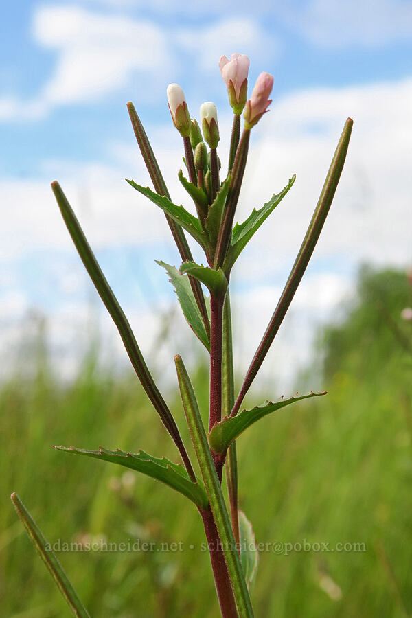 willow-herb (Epilobium sp.) [Finley National Wildlife Refuge, Benton County, Oregon]