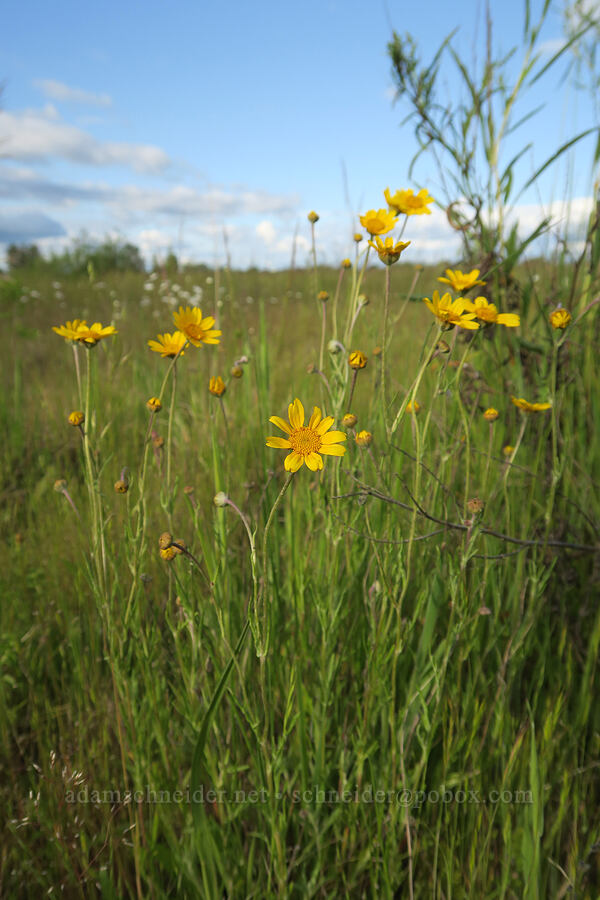 Oregon sunshine (Eriophyllum lanatum) [Finley National Wildlife Refuge, Benton County, Oregon]
