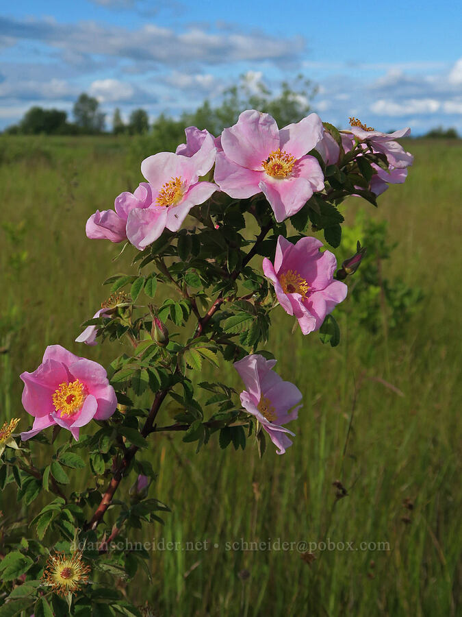 wild rose (Rosa sp.) [Finley National Wildlife Refuge, Benton County, Oregon]