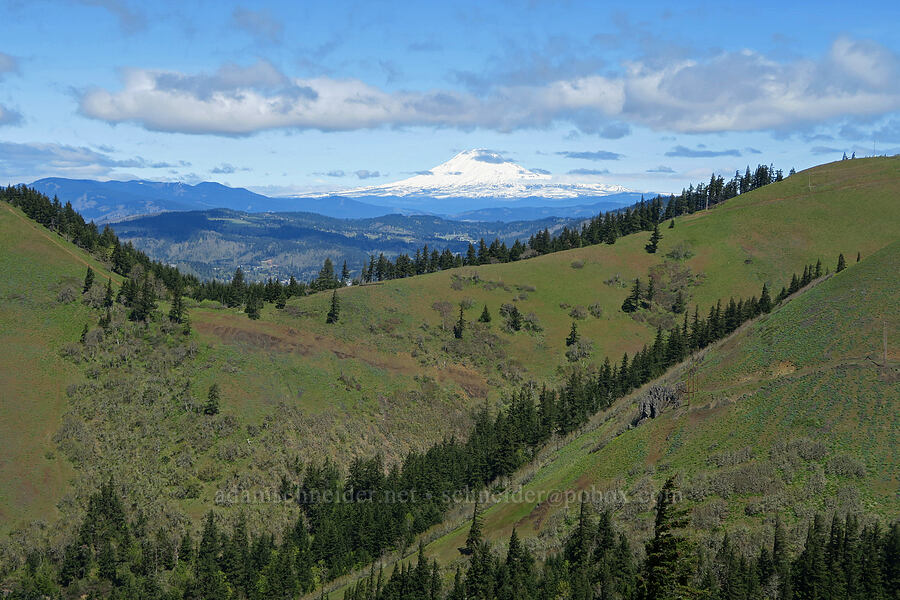 Mount Adams [Hood River Mountain Trail, Hood River County, Oregon]