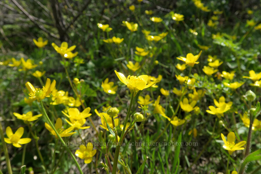 western buttercups (Ranunculus occidentalis) [Hood River Mountain Trail, Hood River County, Oregon]