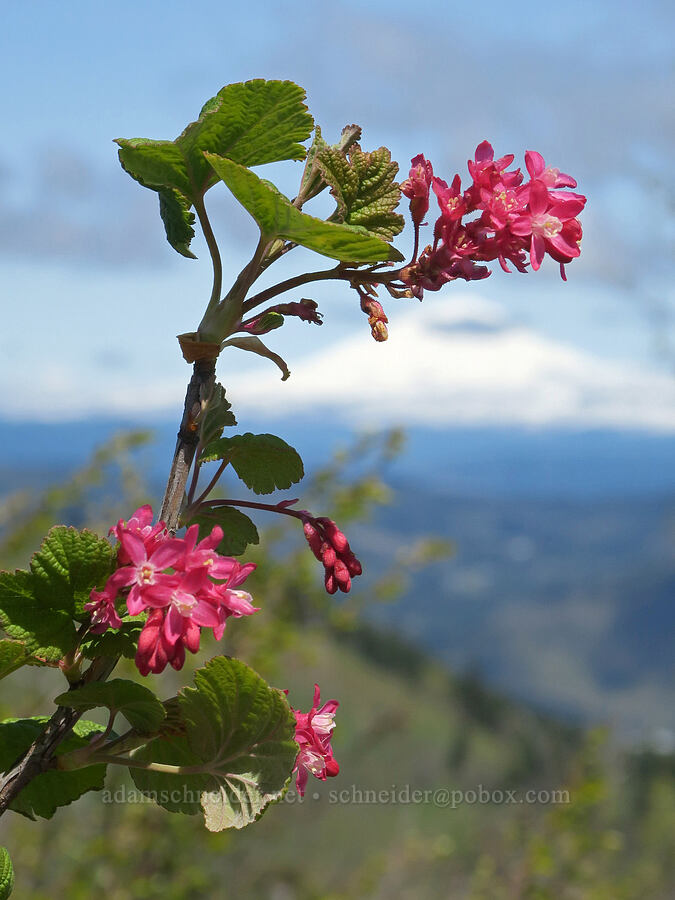 red-flowered currant (Ribes sanguineum) [Hood River Mountain Trail, Hood River County, Oregon]