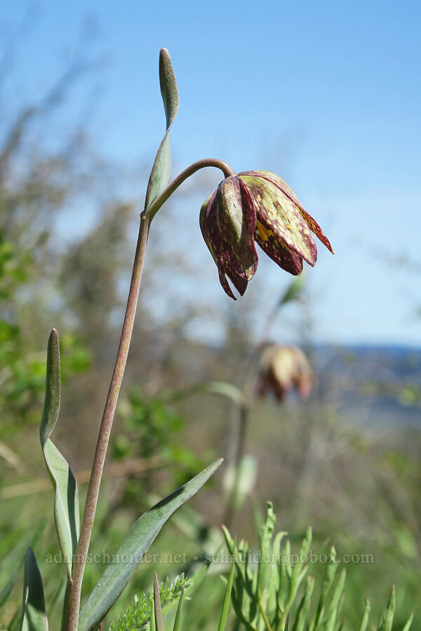 checker lily (Fritillaria affinis) [Hood River Mountain Trail, Hood River County, Oregon]