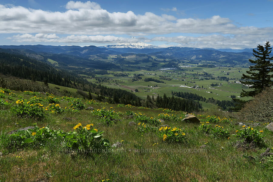 balsamroot & Mount Hood (Balsamorhiza sp.) [Hood River Mountain Trail, Hood River County, Oregon]