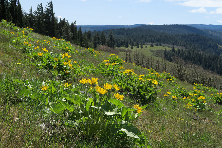 balsamroot (Balsamorhiza sp.) [Hood River Mountain Trail, Hood River County, Oregon]