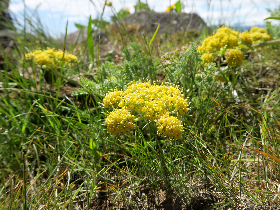 big-seed biscuitroot (Lomatium macrocarpum) [Hood River Mountain Trail, Hood River County, Oregon]