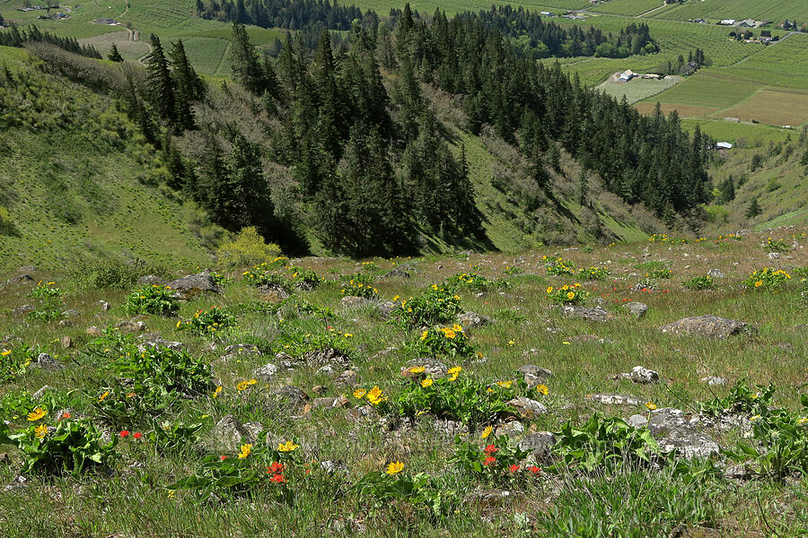 balsamroot & paintbrush (Balsamorhiza sp., Castilleja hispida) [Hood River Mountain Trail, Hood River County, Oregon]