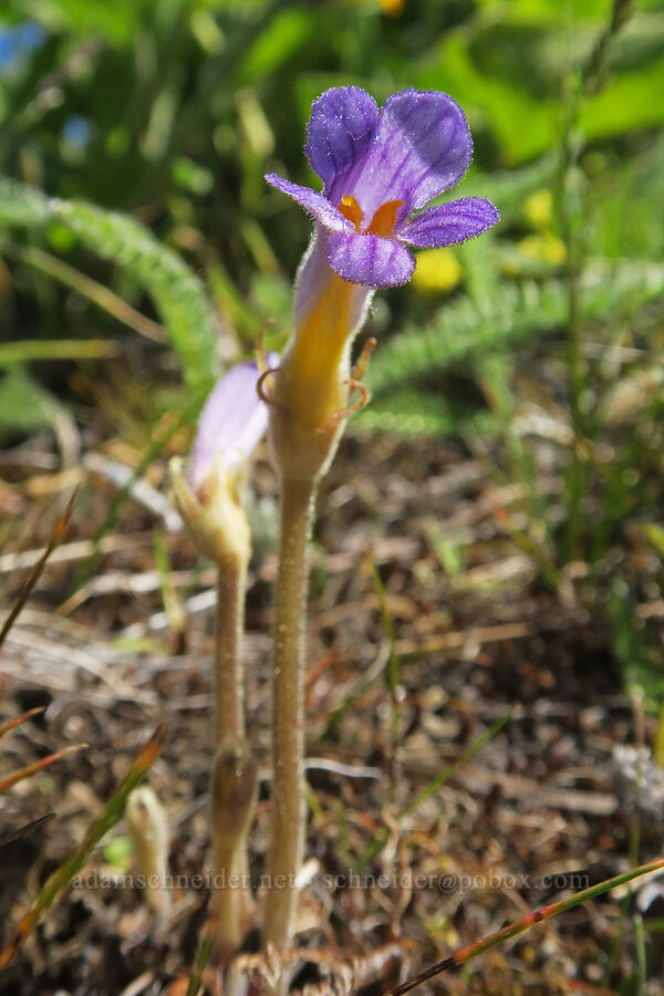 naked broomrape (Aphyllon purpureum (Orobanche uniflora)) [Hood River Mountain Trail, Hood River County, Oregon]