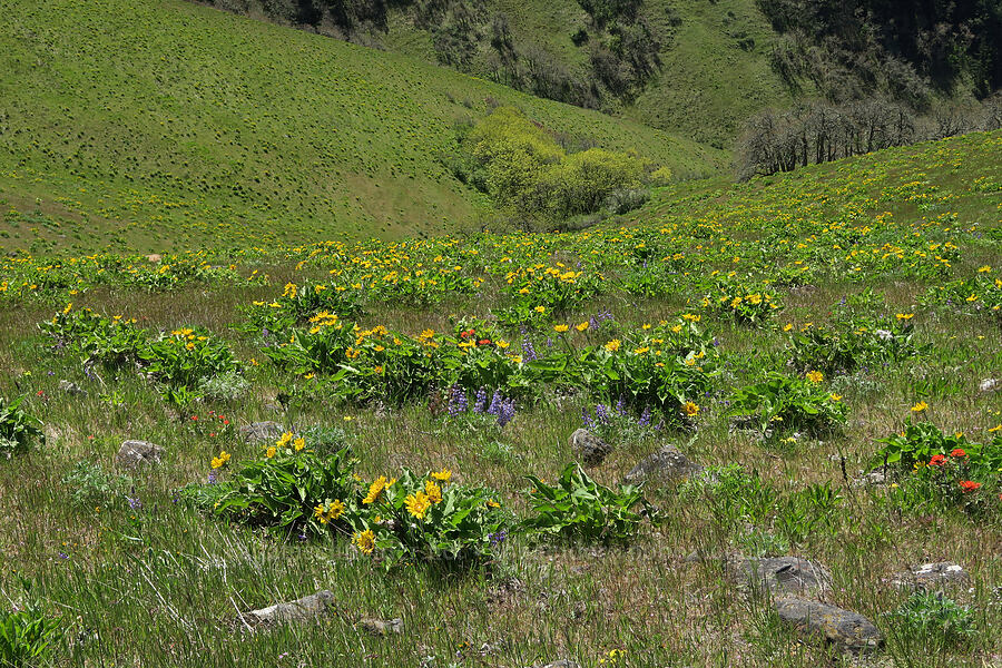 wildflowers (Balsamorhiza sp., Lupinus sp., Castilleja hispida) [Hood River Mountain Trail, Hood River County, Oregon]
