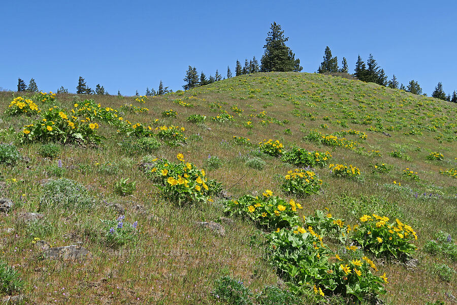 balsamroot & lupines (Balsamorhiza sp., Lupinus latifolius x sericeus (Lupinus sericeus var. thompsonianus)) [Hood River Mountain Trail, Hood River County, Oregon]