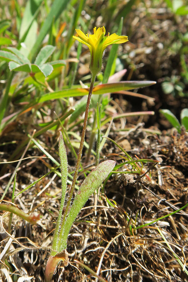 annual agoseris (Agoseris heterophylla) [Hood River Mountain Trail, Hood River County, Oregon]