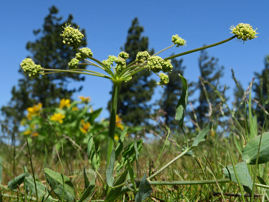 bare-stem desert parsley (Lomatium nudicaule) [Hood River Mountain Trail, Hood River County, Oregon]