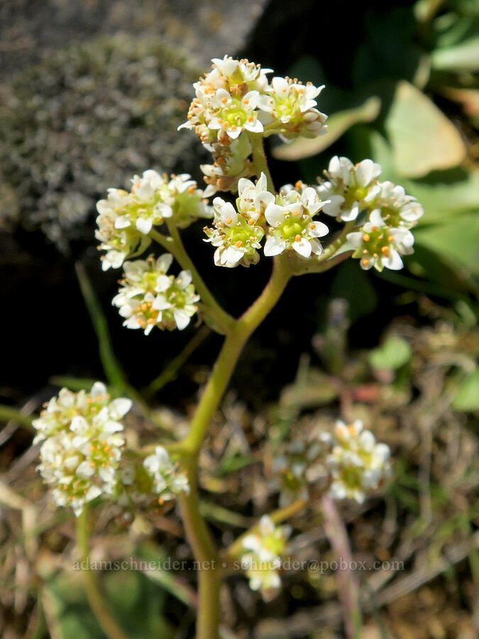 brittle-leaf saxifrage (Micranthes fragosa (Saxifraga integrifolia var. claytoniifolia)) [Hood River Mountain Trail, Hood River County, Oregon]