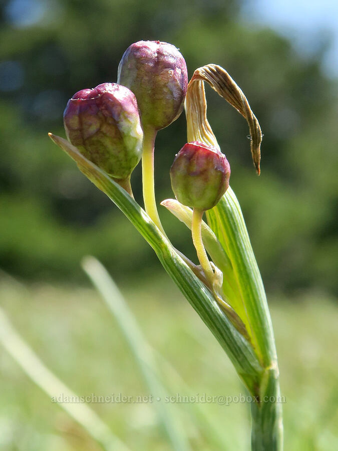grass-widow, going to seed (Olsynium douglasii) [Hood River Mountain Trail, Hood River County, Oregon]