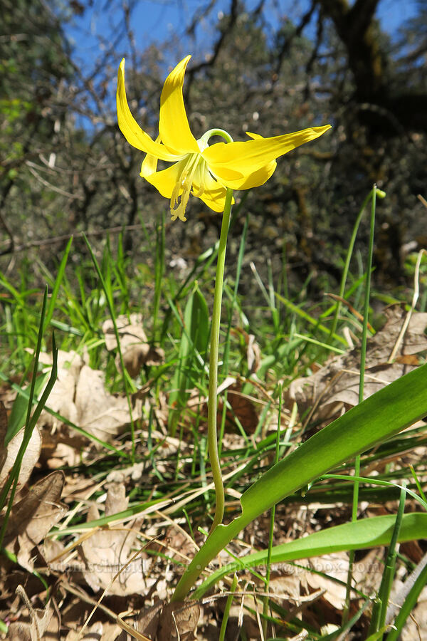 glacier lily (Erythronium grandiflorum) [Hood River Mountain Trail, Hood River County, Oregon]