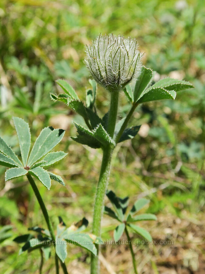 big-head clover, budding (Trifolium macrocephalum) [Hood River Mountain Trail, Hood River County, Oregon]