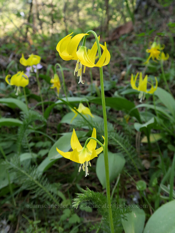glacier lilies (Erythronium grandiflorum) [Hood River Mountain Trail, Hood River County, Oregon]