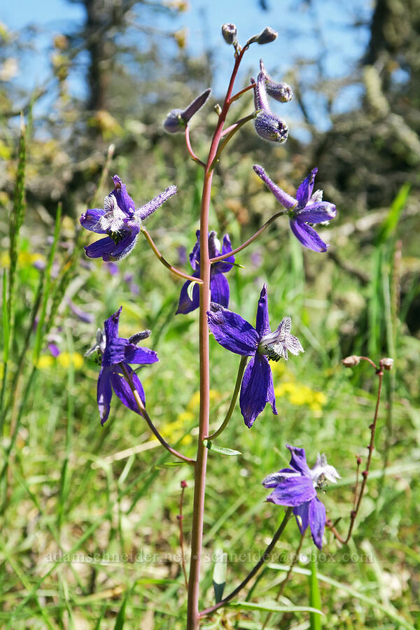 upland larkspur (Delphinium nuttallianum) [Hood River Mountain Trail, Hood River County, Oregon]