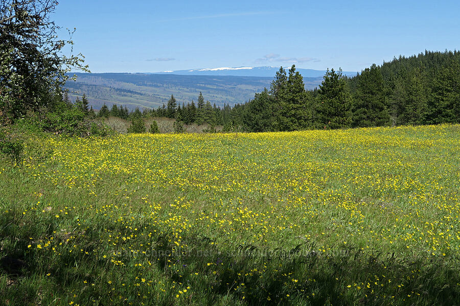 western buttercups (Ranunculus occidentalis) [Elder Road, Hood River County, Oregon]