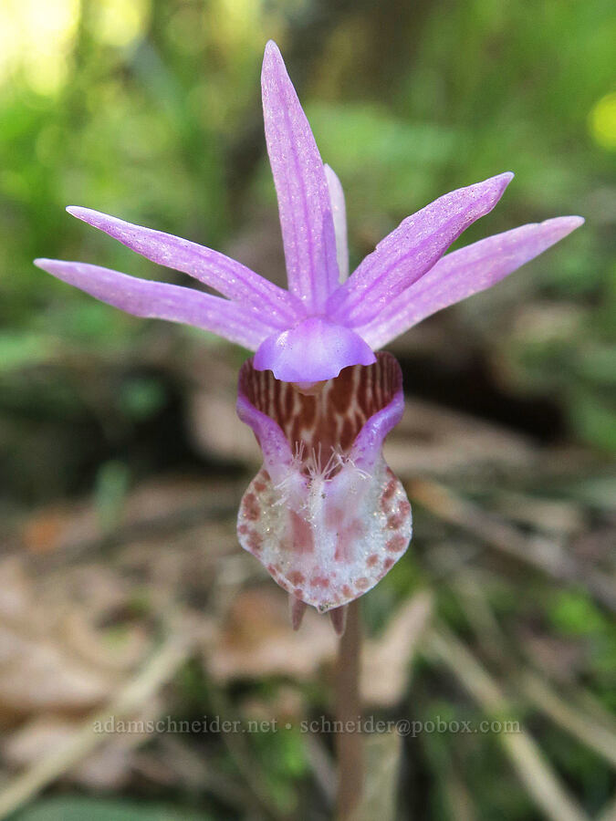 fairy-slipper orchid (Calypso bulbosa) [Elder Road, Hood River County, Oregon]