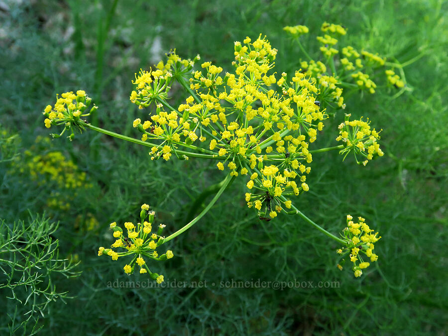 Klickitat desert parsley (Lomatium klickitatense (Lomatium grayi)) [Historic Columbia River Highway State Trail, Mosier, Wasco County, Oregon]