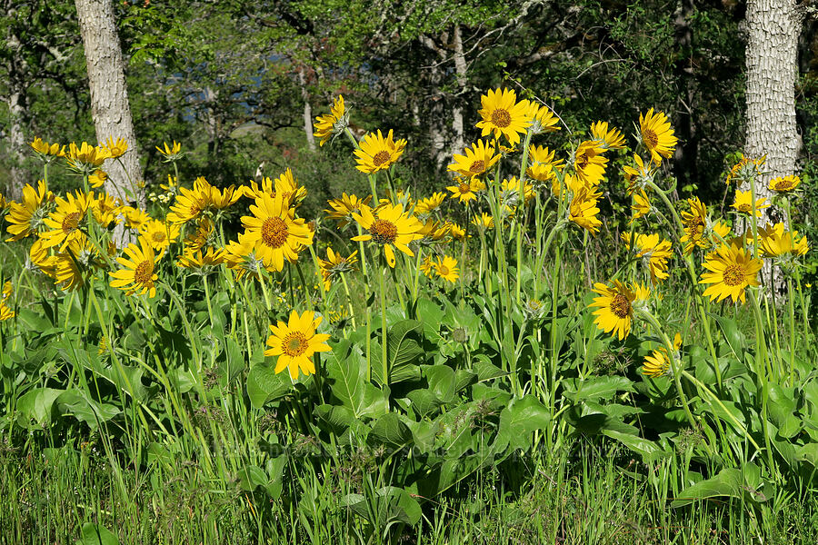 balsamroot (Balsamorhiza sp.) [Historic Columbia River Highway State Trail, Mosier, Wasco County, Oregon]