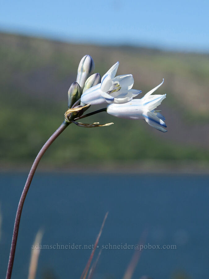 bi-colored cluster lily (Triteleia grandiflora var. howellii (Brodiaea bicolor)) [Historic Columbia River Highway State Trail, Mosier, Wasco County, Oregon]