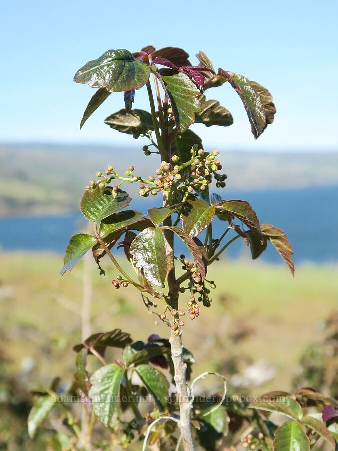 poison-oak, budding (Toxicodendron diversilobum (Rhus diversiloba)) [Historic Columbia River Highway State Trail, Mosier, Wasco County, Oregon]