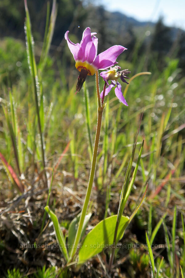 poet's shooting star (Dodecatheon poeticum (Primula poetica)) [Historic Columbia River Highway State Trail, Mosier, Wasco County, Oregon]
