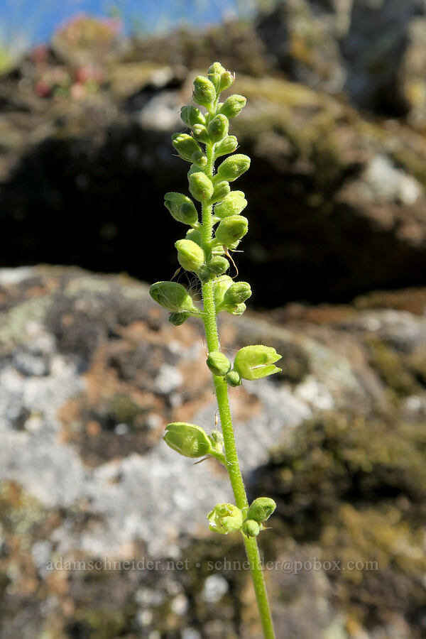 round-leaf alumroot, budding (Heuchera cylindrica var. glabella) [Historic Columbia River Highway State Trail, Mosier, Wasco County, Oregon]