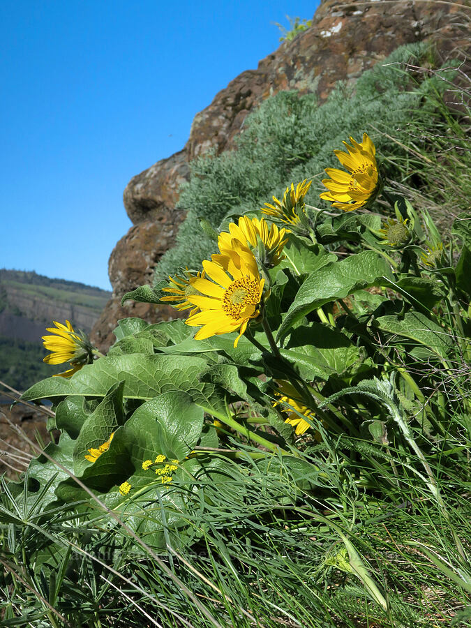 balsamroot (Balsamorhiza sp.) [Historic Columbia River Highway State Trail, Mosier, Wasco County, Oregon]