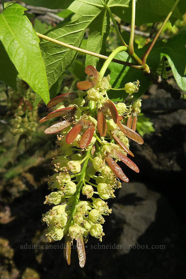 big-leaf maple seeds & flowers (Acer macrophyllum) [Historic Columbia River Highway State Trail, Mosier, Wasco County, Oregon]