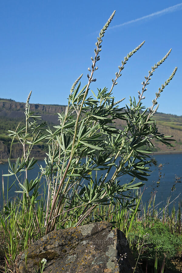lupines (Lupinus sp.) [Historic Columbia River Highway State Trail, Mosier, Wasco County, Oregon]