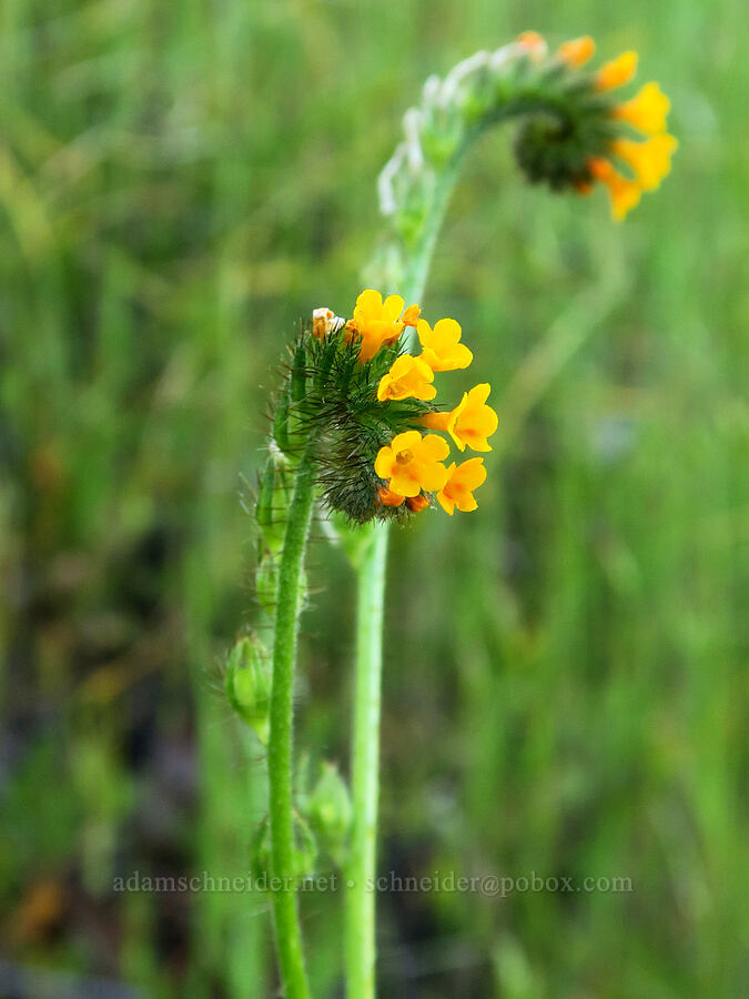 fiddleneck (Amsinckia menziesii) [Historic Columbia River Highway State Trail, Mosier, Wasco County, Oregon]