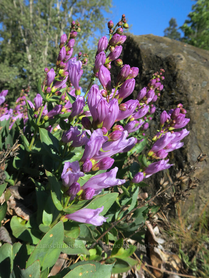 Barrett's penstemon (Penstemon barrettiae) [Rock Creek Park, Mosier, Wasco County, Oregon]