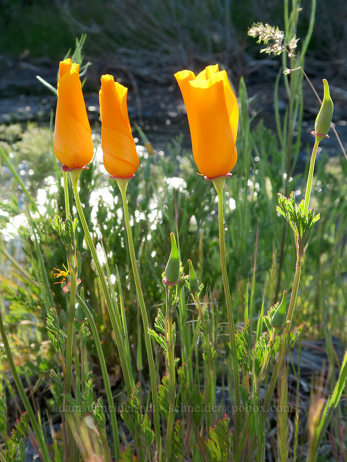 California poppies (Eschscholzia californica) [Rock Creek Park, Mosier, Wasco County, Oregon]