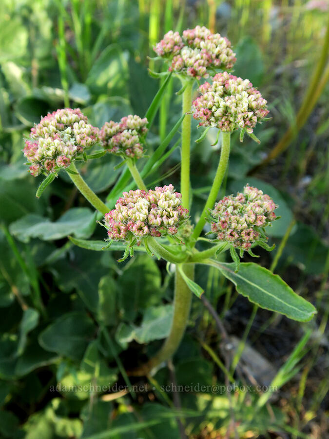 heart-leaf buckwheat (Eriogonum compositum) [Rock Creek Park, Mosier, Wasco County, Oregon]