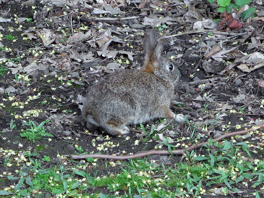 cottontail rabbit (Sylvilagus sp.) [Viento State Park, Hood River County, Oregon]